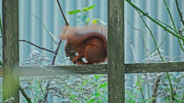 istock Cute Fluffy Red Squirrel Eating Nut Sitting on Park Fence 2192317679