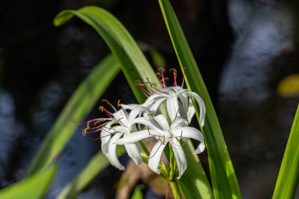 White Crinum asiaticum known as poison bulb, giant crinum lily, grand crinum lily, or spider lily grown in a swamp