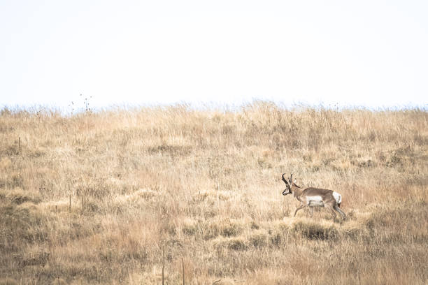 A pronghorn standing in grasslands on a hillside