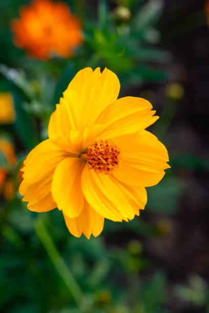 istock Beautiful cosmos flowers blooming in garden 2192321101