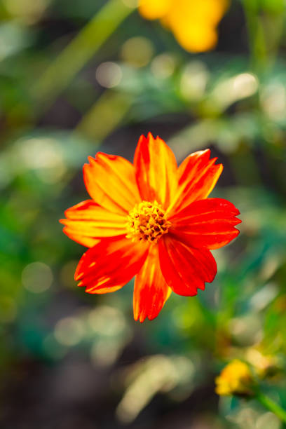 Beautiful cosmos flowers blooming in garden. Close-up cosmos flower.