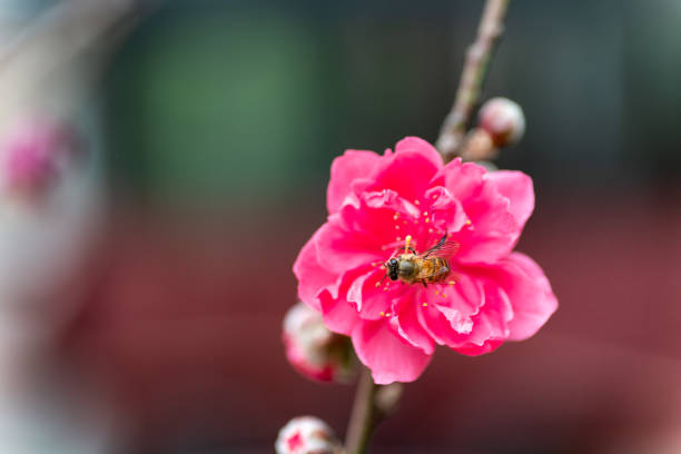 spring flower