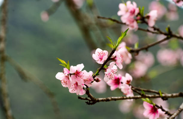 istock Beautiful Pink Peach Blossoms in a Garden 2192321307