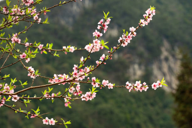 istock Beautiful Pink Peach Blossoms in a Garden 2192321311