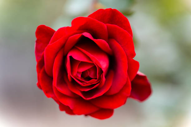 Beautiful rose on a green or black background. Close up.