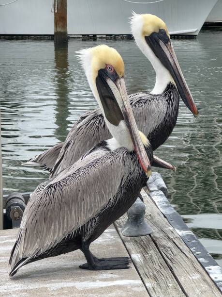 istock Brown pelican on a dock in Sarasota, Florida 2192321981