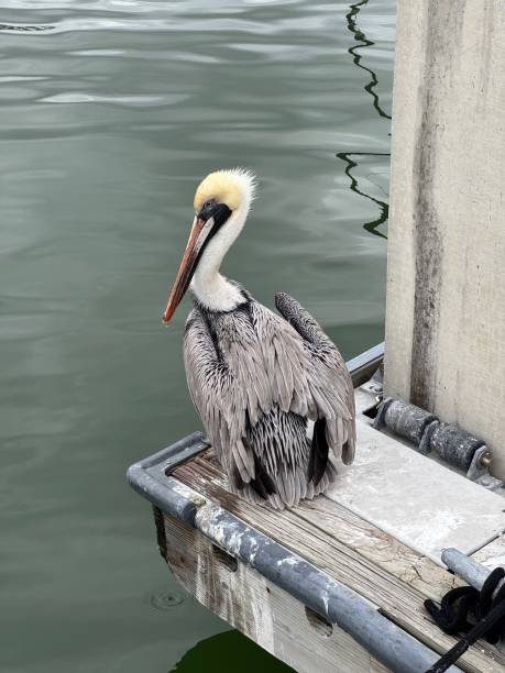 istock Brown pelican on a dock in Sarasota, Florida 2192321984