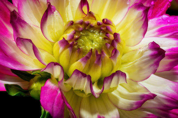 Dahlia flower isolated on black background. Dahlia Flower.