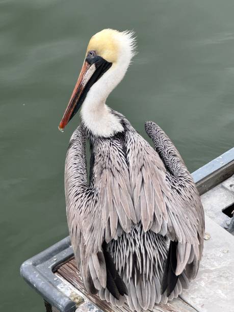 istock Brown pelican on a dock in Sarasota, Florida 2192322002
