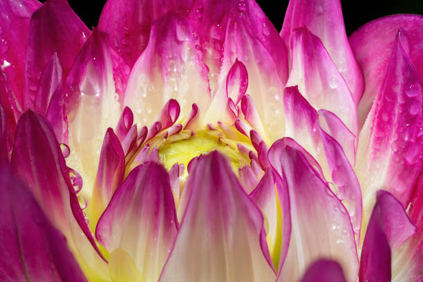 Dahlia flower isolated on black background. Dahlia Flower.