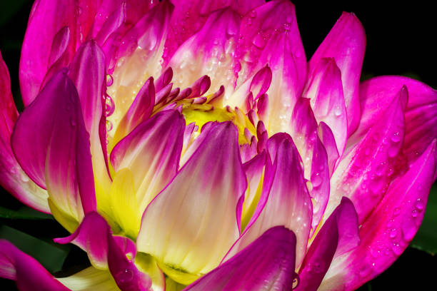 Dahlia flower isolated on black background. Dahlia Flower.