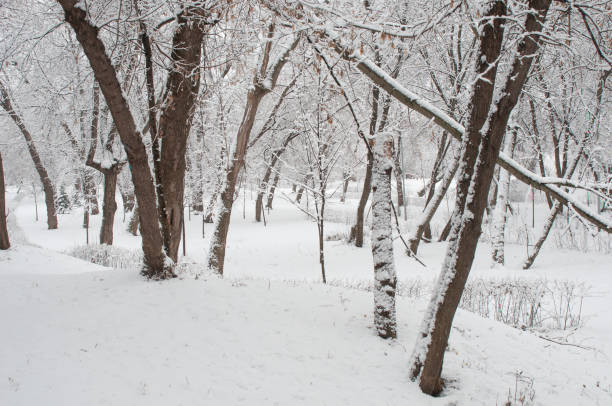Winter landscape with snowy trees in winter forest