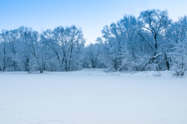 Snow Tree Branches. Winter Landscape. Snowy Forest. Snowdrifts. Cloudy Weather.