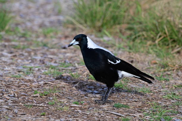 istock Magpie in the Australian bush 2192328726