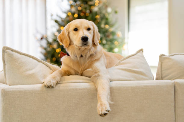 istock Beautiful dog near the Christmas Tree 2192330278