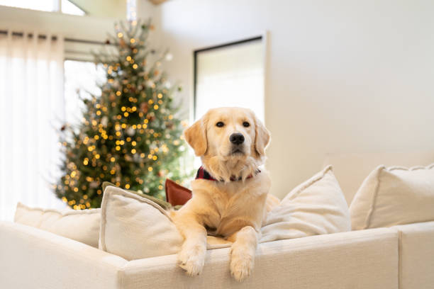 istock Beautiful dog near the Christmas Tree 2192330283