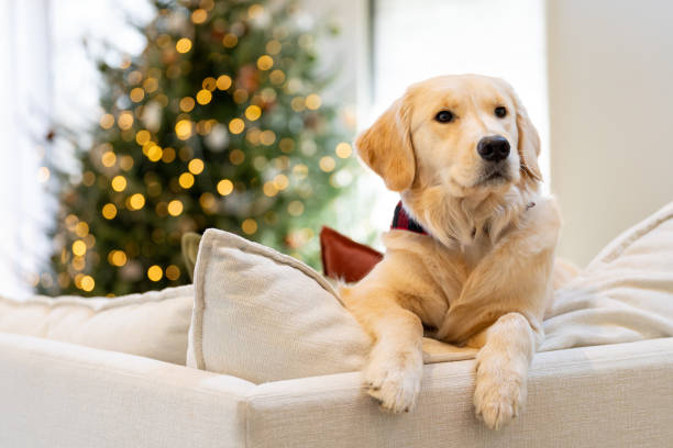 istock Beautiful dog near the Christmas Tree 2192330284
