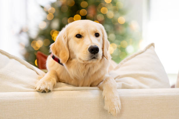 istock Beautiful dog near the Christmas Tree 2192330286