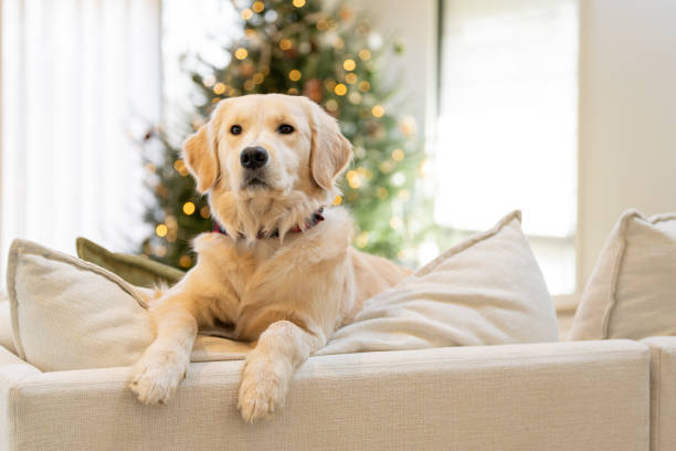 istock Beautiful dog near the Christmas Tree 2192330288
