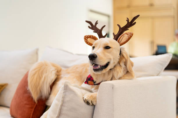 Dog wearing a Christmas prop at home in the living room