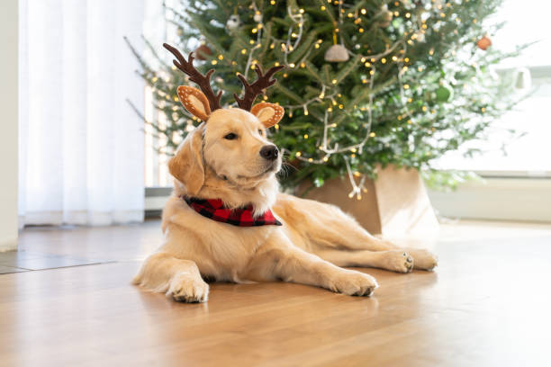 Dog wearing a Christmas prop at home in the living room