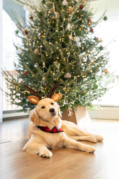 istock Beautiful dog near the Christmas Tree 2192330378