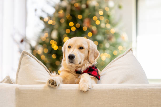 Beautiful dog near the Christmas Tree