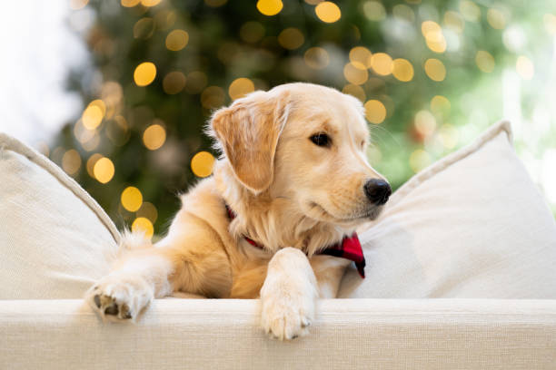 istock Beautiful dog near the Christmas Tree 2192330388