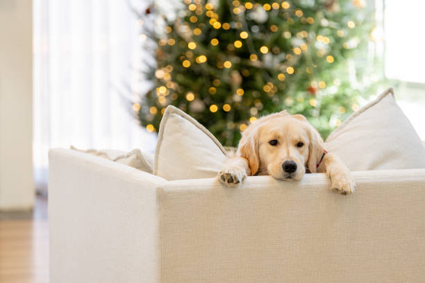 istock Beautiful dog near the Christmas Tree 2192330390