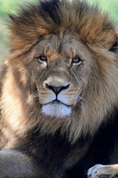istock Male lion headshot 2192331734