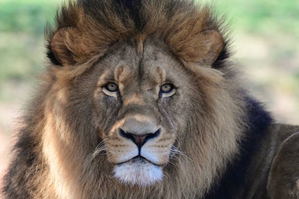 istock Male lion headshot 2192332249