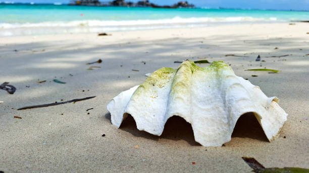 A large white seashell rests on a pristine sandy beach, the turquoise ocean gently lapping in the background.