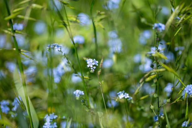 istock Forget-me-not Myosotis sylvatica. blue flowers growing in a field 2192335516
