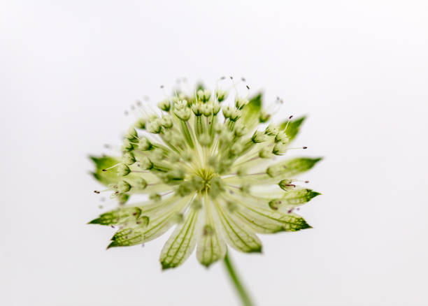 Close up of an astrantia flower in bloom