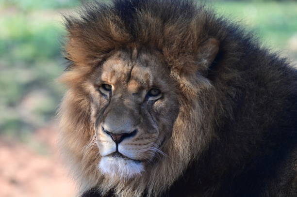 istock Male lion headshot 2192340457