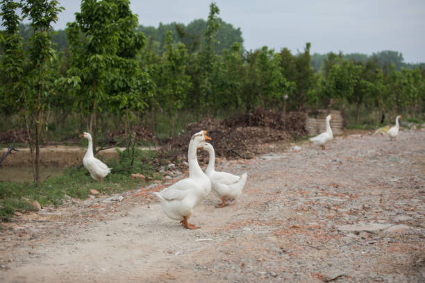 The free-range geese in the countryside take a leisurely stroll
