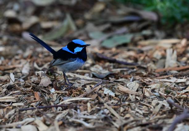 Blue Fairywren in Australia