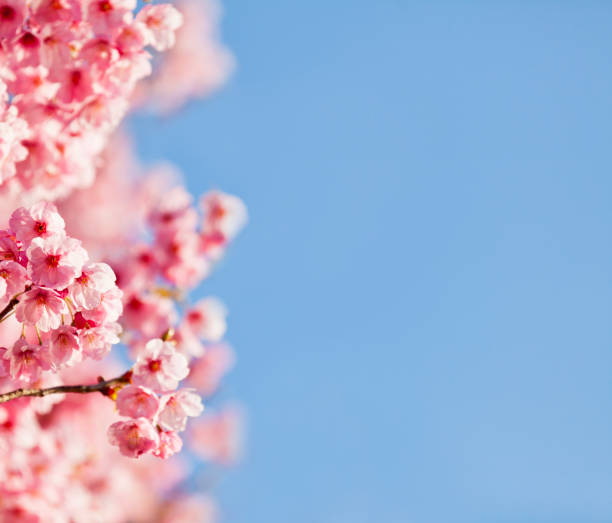 istock Pink Cherry Blossom Against  Clear Blue Sky 2192343269