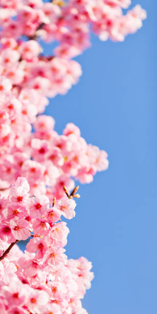 istock Pink Cherry Blossom Against  Clear Blue Sky 2192343271
