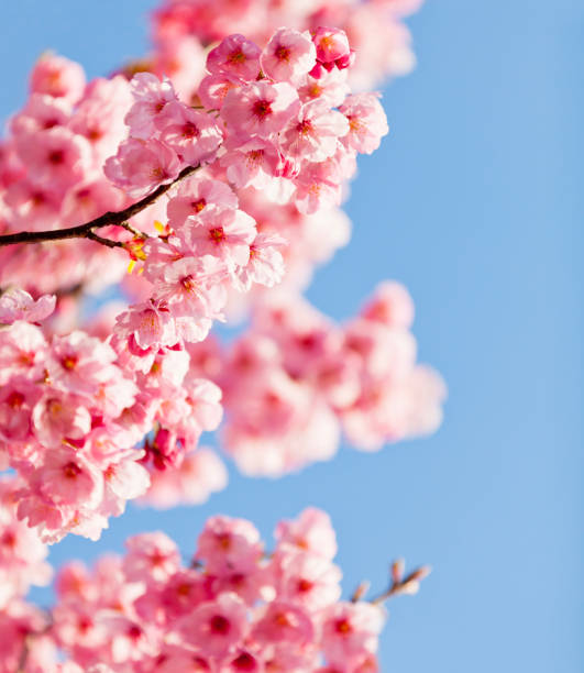 Pink Cherry Blossom Against Clear Blue Sky