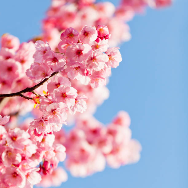 istock Pink Cherry Blossom Against  Clear Blue Sky 2192343274