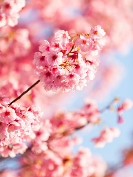 istock Pink Cherry Blossom Against  Clear Sky 2192343279