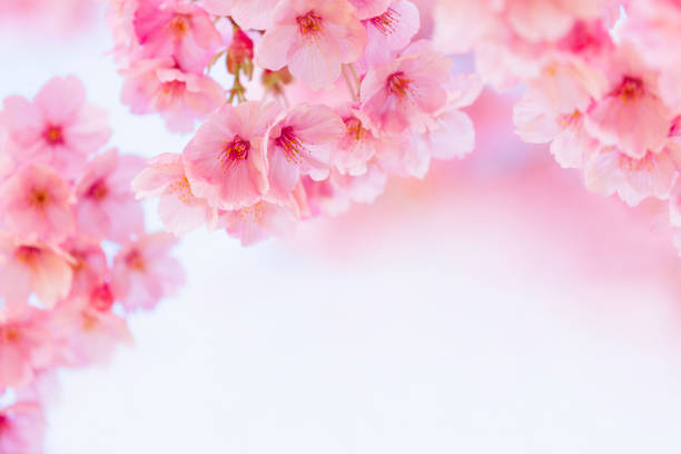 istock Close Up Of Pink Cherry Blossom 2192343282