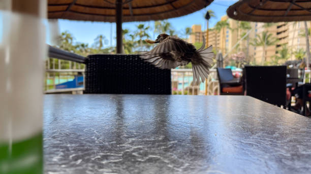 A bird steals a french fry from a dining table