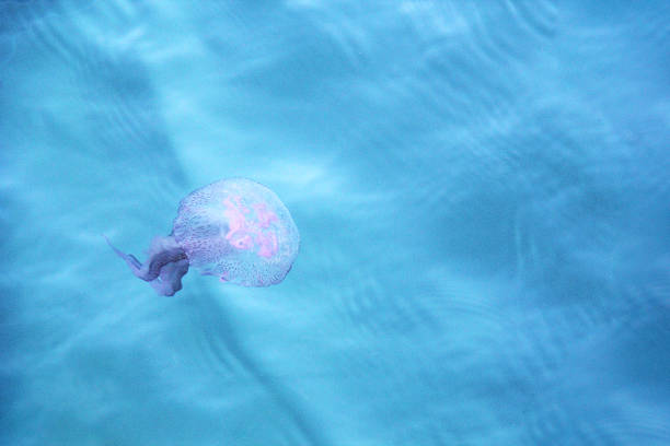 Pink Jellyfish in Sea