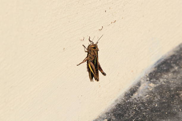 Locusts or Grasshopper Insect Close Up