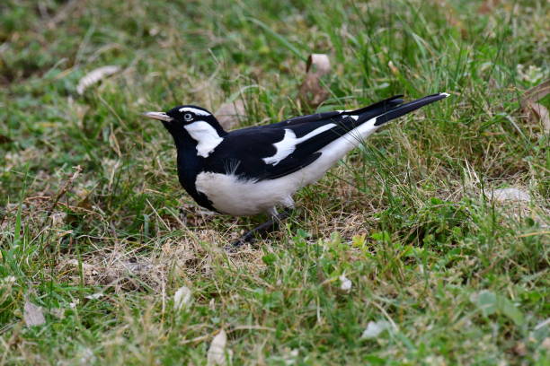 190+ Magpie Lark Stock Photos, Pictures & Royalty-Free Images - iStock