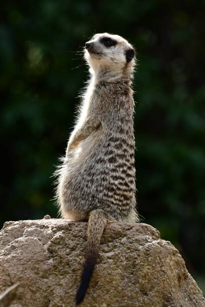 istock Meerkat in Melbourne zoo Australia 2192346239