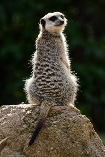 istock Meerkat in Melbourne zoo Australia 2192346331
