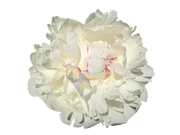 istock White peonies flowers isolated on white background. Floral decor element. 2192348452